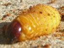 Larva de picudo rojo.