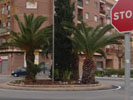 Rotonda de Moncada con palmeras.