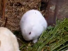 Nace un conejo sin orejas cerca de Fukushima.