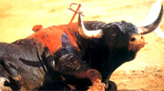 Tortura de un toro.