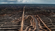 Deforestación de un a zona protegida de Indonesia.