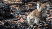 Un koala en el suelo tras un incendio forestal.